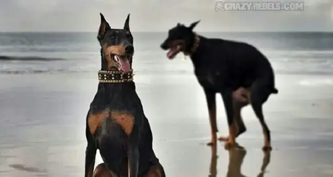 17 Very Funny Doberman Pinscher Memes - PetTime