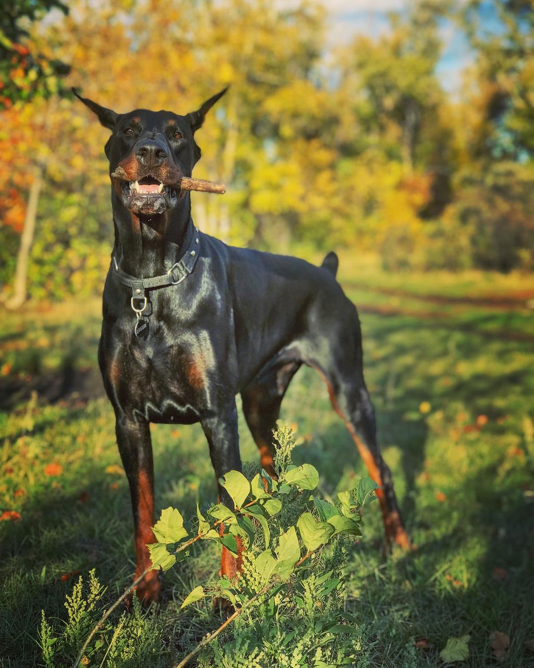 15 Reasons Why Doberman Pinschers Make Great Friends - PetTime