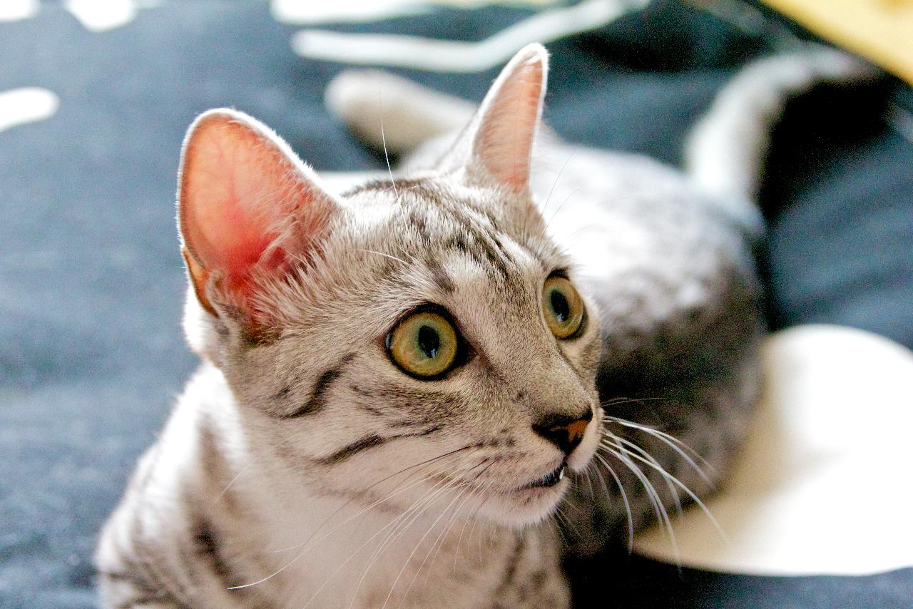 breed-review-egyptian-mau-19-pics-pettime