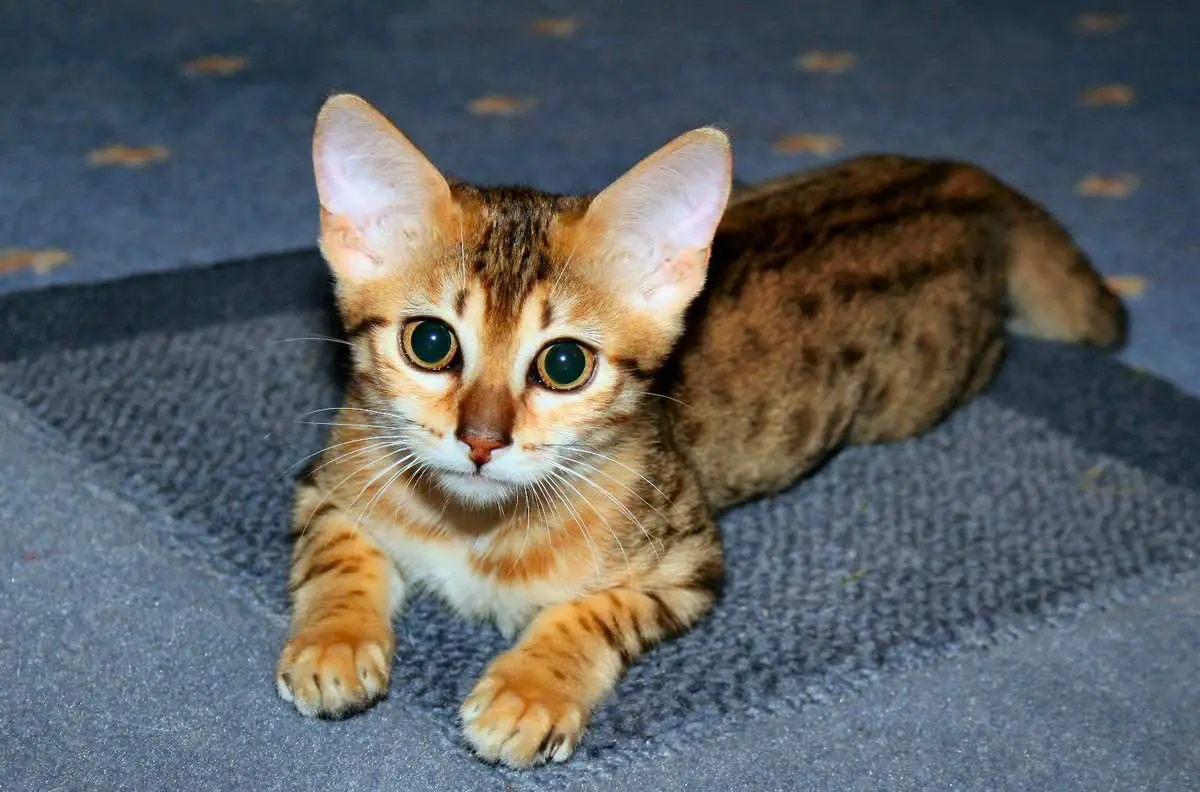Egyptian Mau Cat Personality and Behavior PetTime