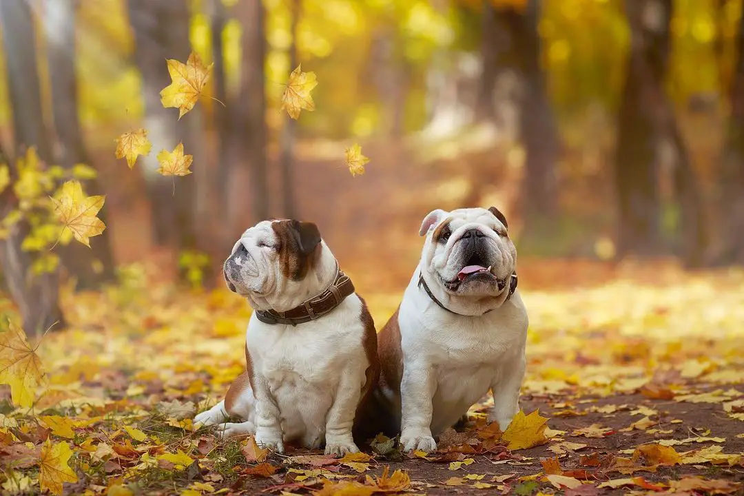 The 17 Cutest English Bulldogs Currently Online