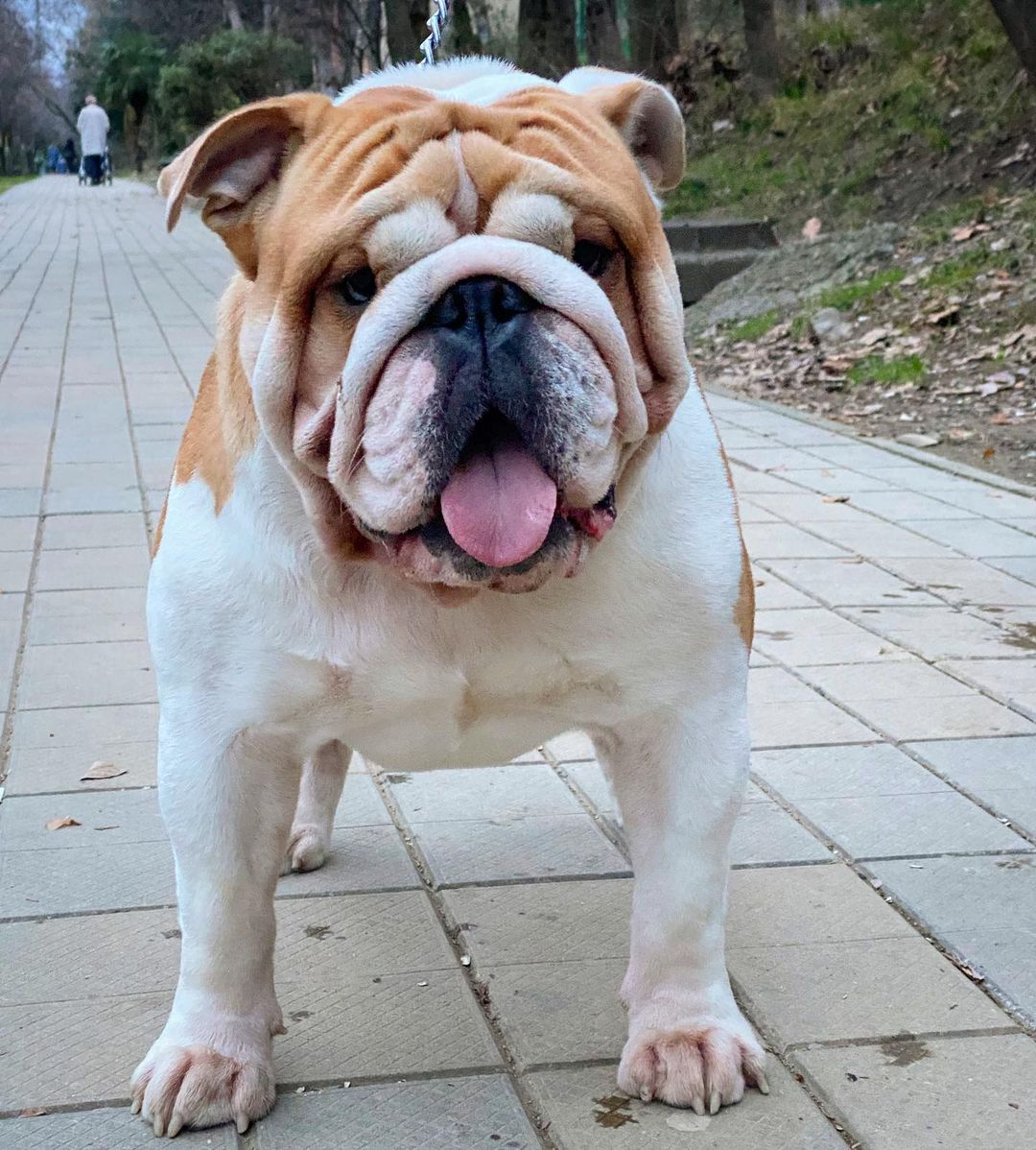 15 Reasons Why English Bulldogs Make Great Friends - PetTime