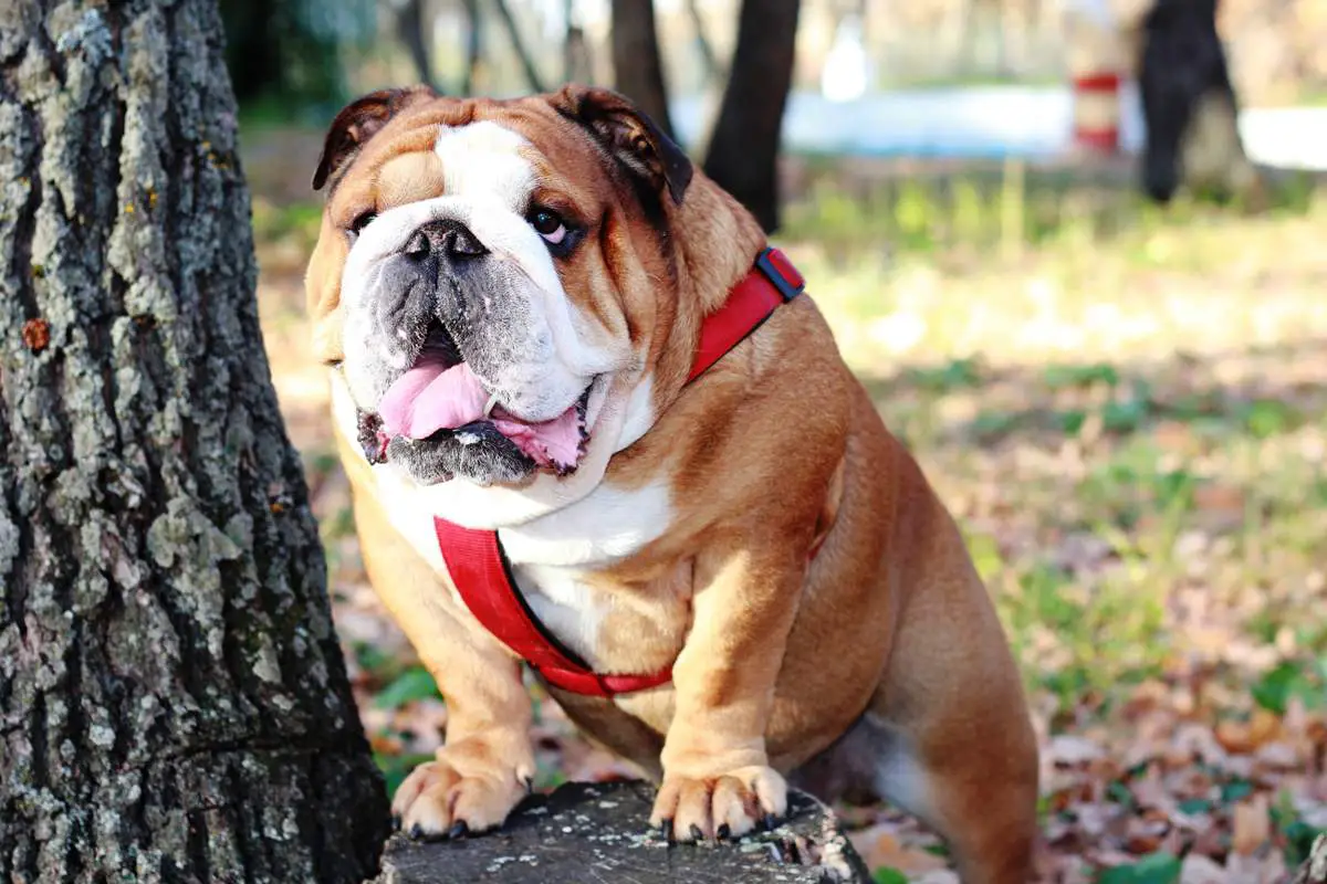 What Are English Bulldogs Known For