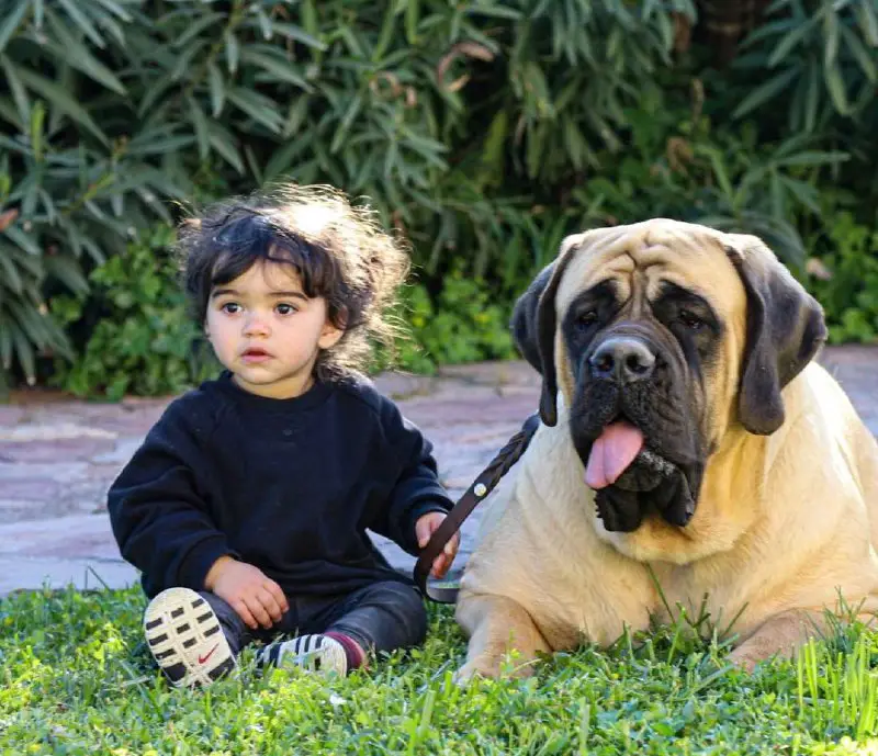 15 Reasons Why You Should Never Own English Mastiff Dogs - PetTime