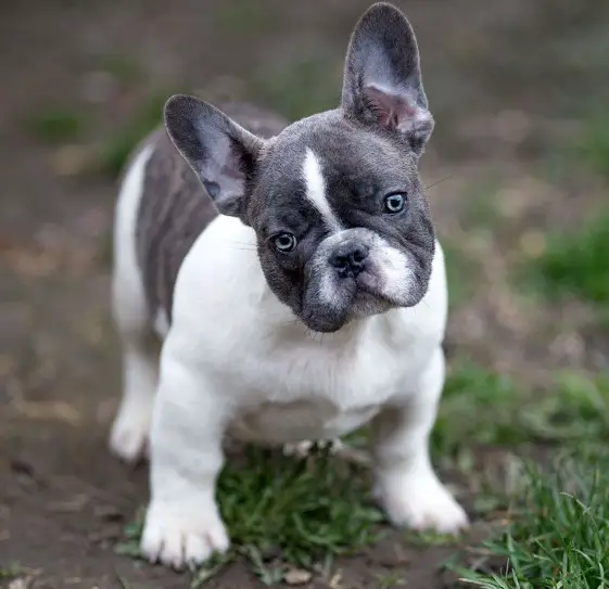 30+ Perfect French Bulldog Puppy Names - PetTime