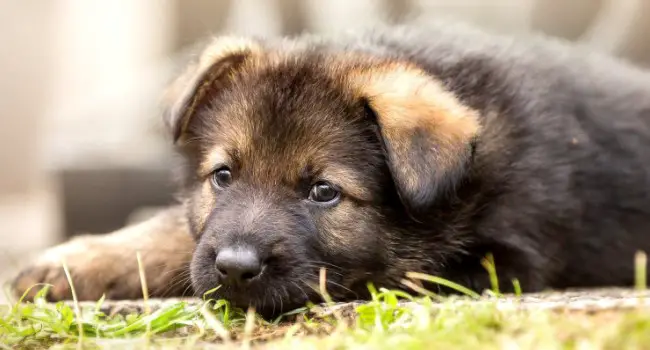 45+ Best German Shepherd Dog Names - PetTime