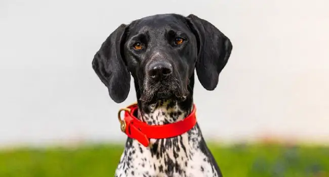 15 Reasons Why You Should Never Own German Shorthaired Pointer Dogs ...