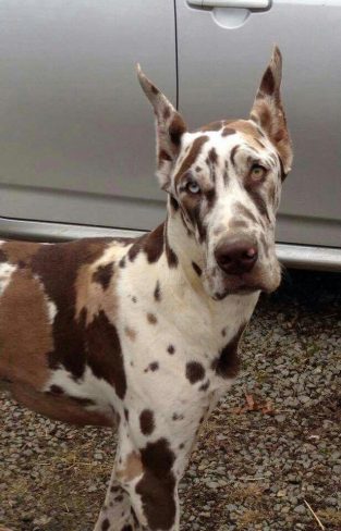 14 Reasons Why Great Danes are the Best Dogs Ever