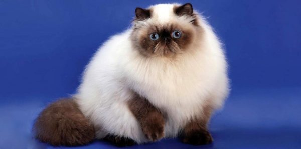 Himalayan Cat or Persian Color Point Personality and Behavior