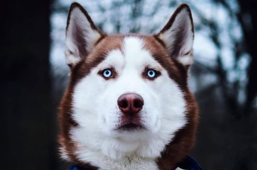 300-best-husky-names-male-female-unique-exotic-engdic