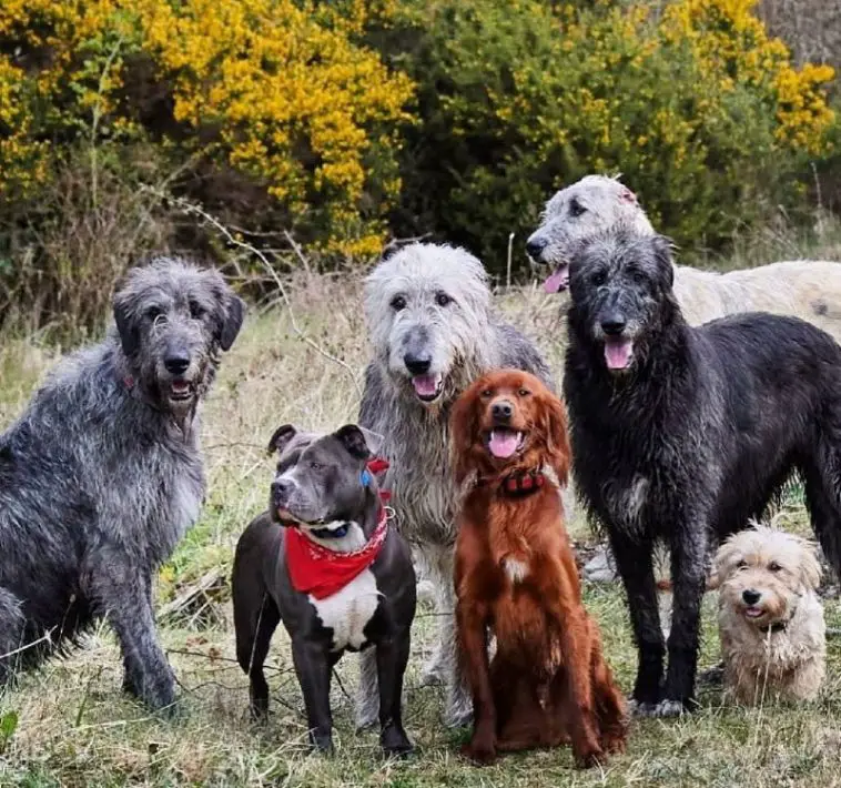 15 Reasons Why You Should Never Own Irish Wolfhound Dogs