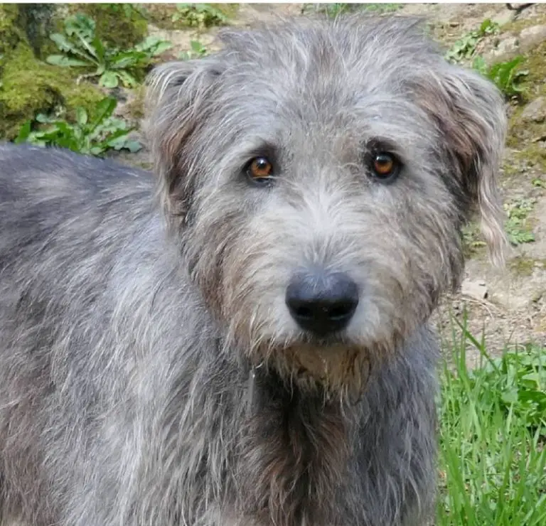 15 Reasons Why You Should Never Own Irish Wolfhound Dogs - Page 3 of 5