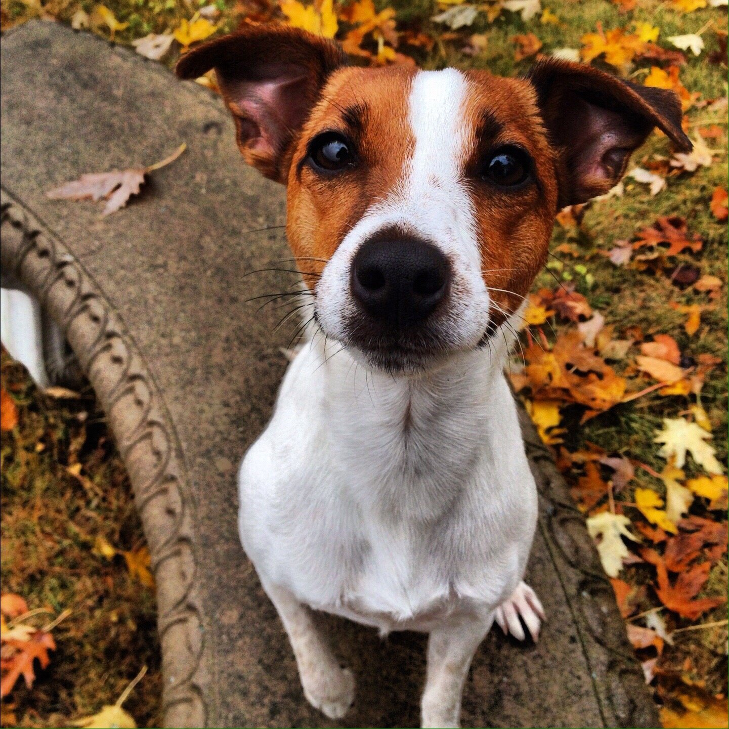 beswick jack russell terrier