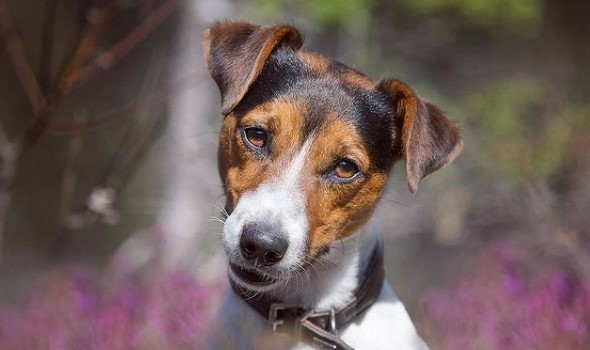 35+ Most Popular Jack Russell Terrier Names - PetTime