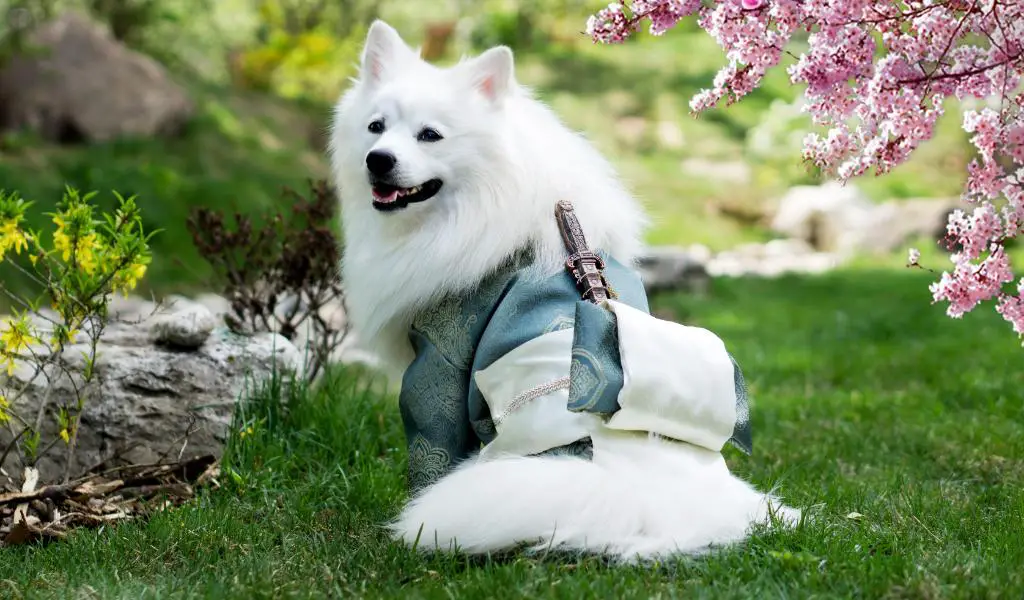 Breed Review: Japanese Spitz (18 Pics) - PetTime
