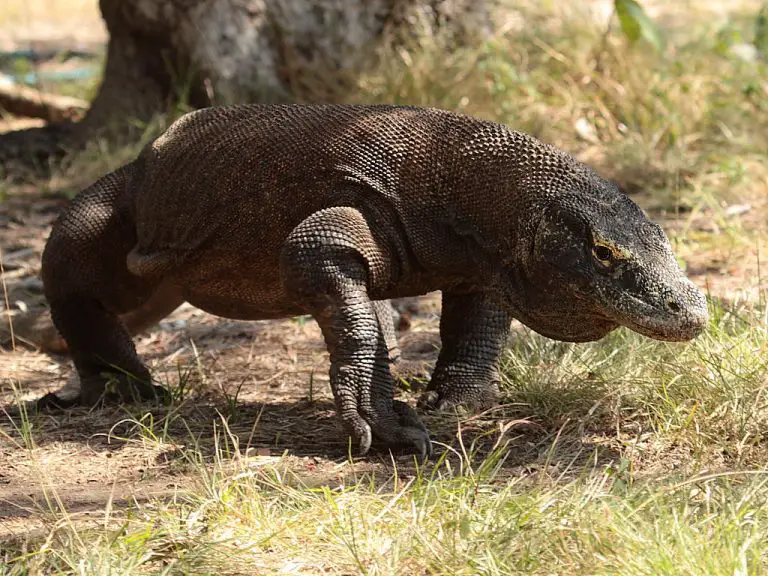 Komodo Dragon: the Largest Lizard in the World