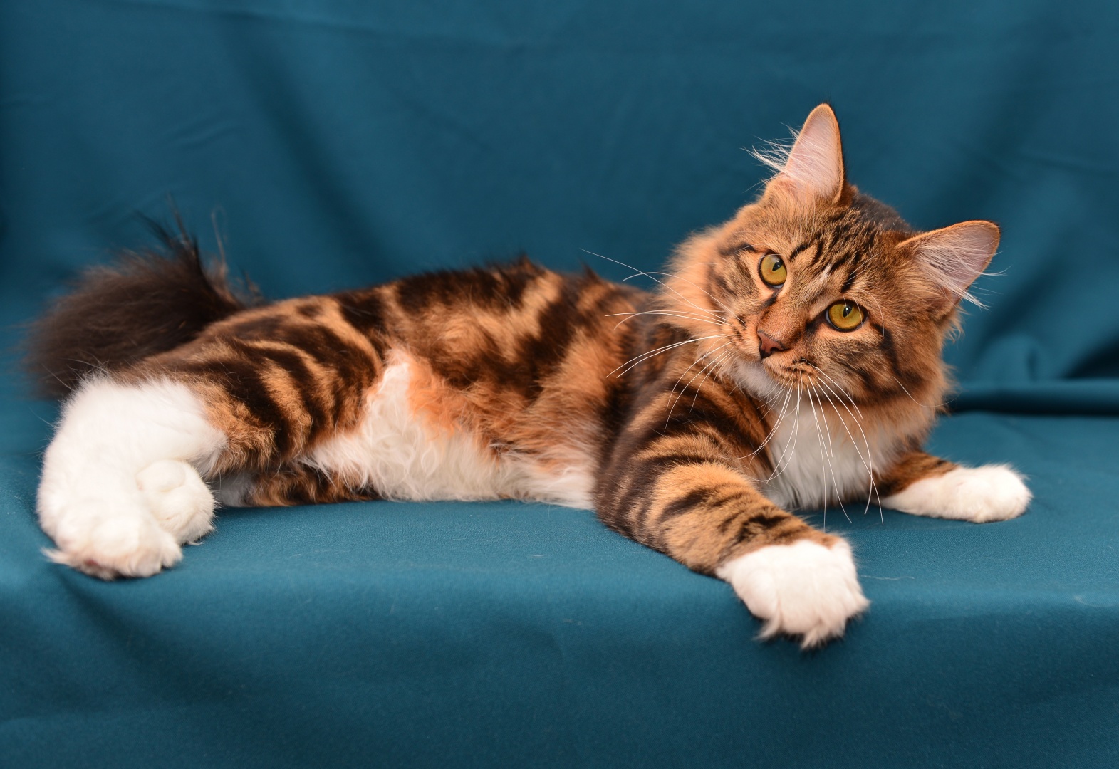 Kurilian Bobtail Cat Personality and Behavior - PetTime