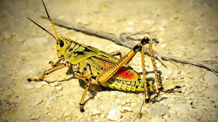 All About Insects: Locust (17 Pics) - PetTime