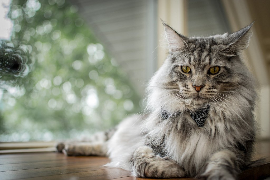 Breed Review Maine Coon (18 Pics) Page 4 of 6 PetTime
