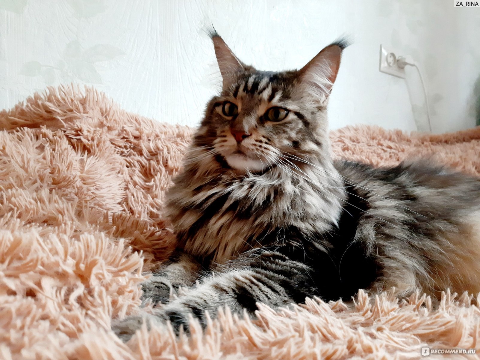 Maine Coon Cat Personality And Behavior