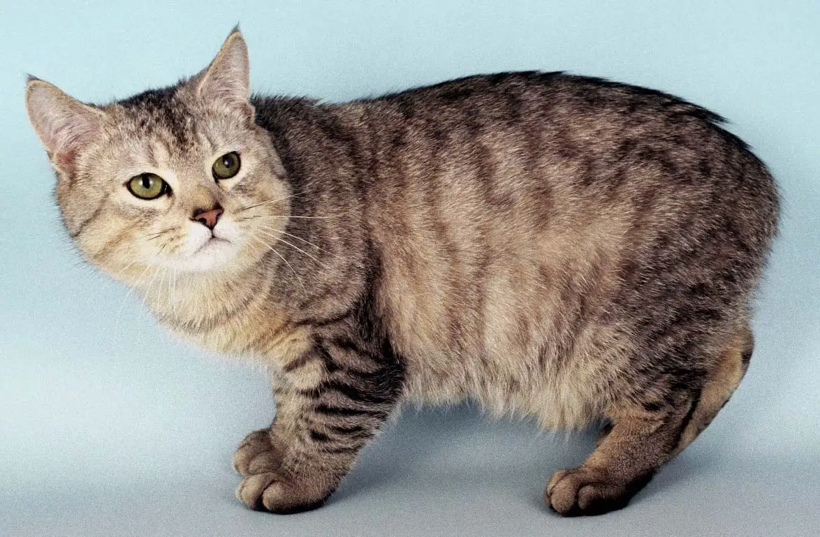 Manx Cat Personality and Behavior