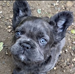 Fluffy French Bulldog: Pics, Temperament, Breed Description - PetTime