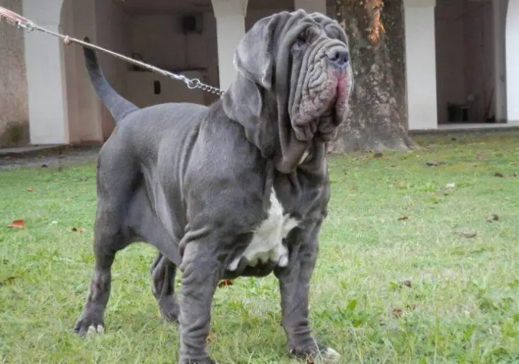 15 Realities That New Neapolitan Mastiff Owners Must Accept - Page 5 Of 