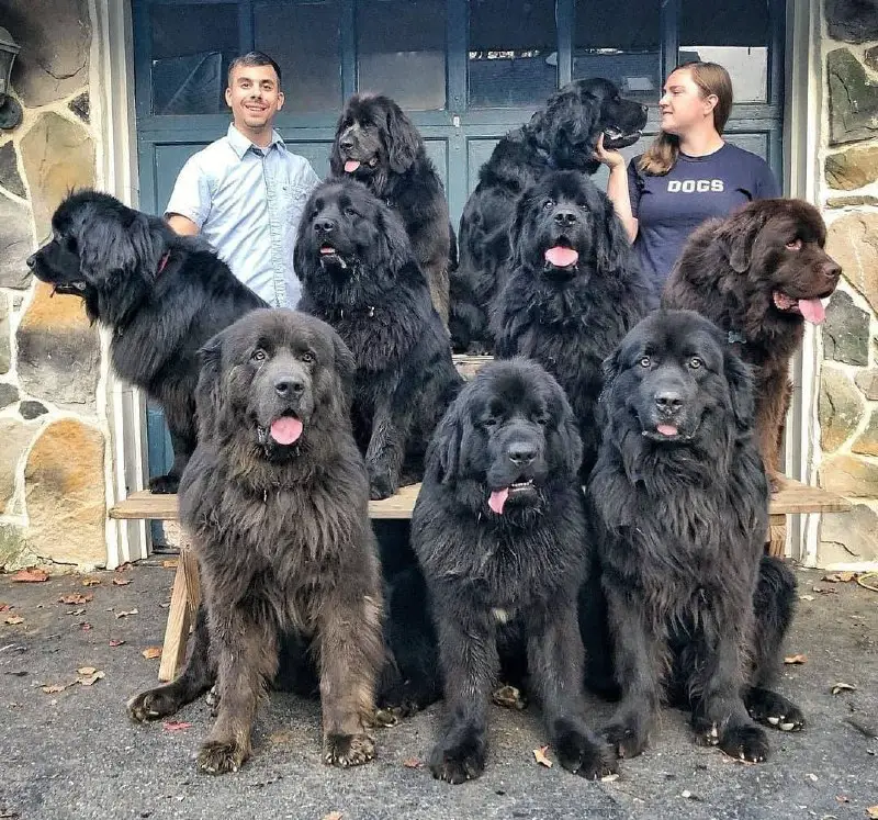 How are newfoundland puppies