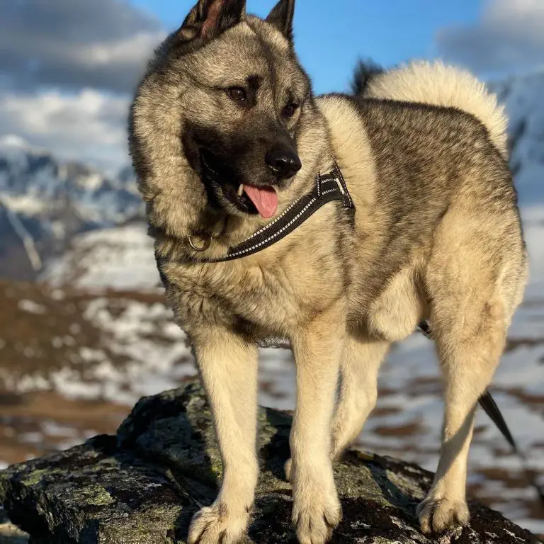 14 Pics That Show Norwegian Elkhounds Are The Best Dogs - Page 4 of 5 - PetTime