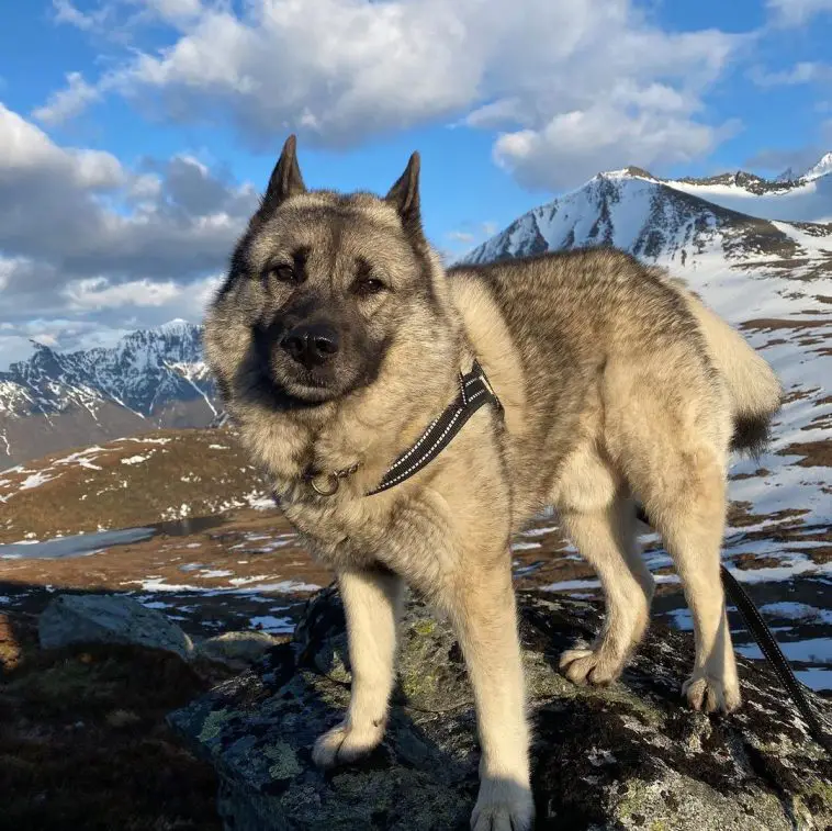 14 Pics That Show Norwegian Elkhounds Are The Best Dogs - Page 5 of 5 - PetTime