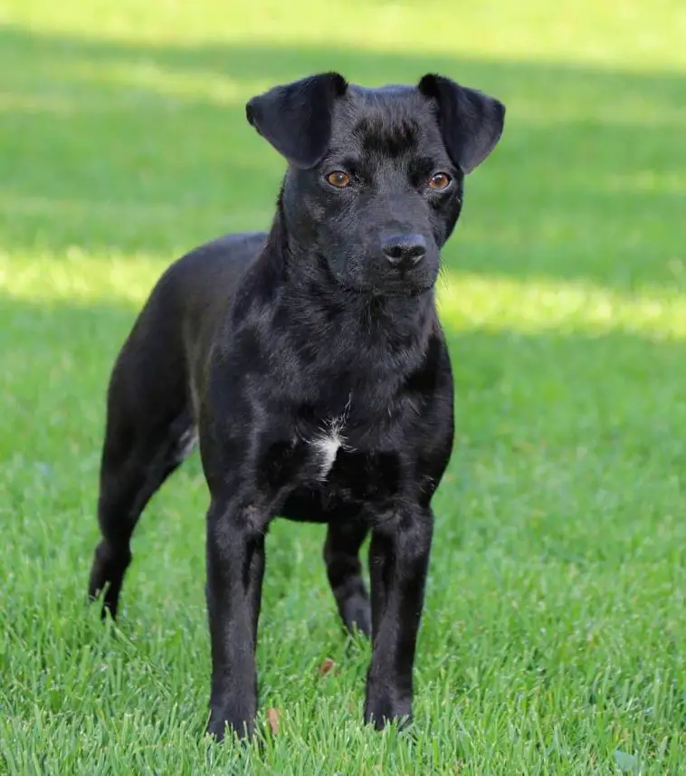 14 Reasons Why Patterdale Terriers Are The Best Dogs Ever