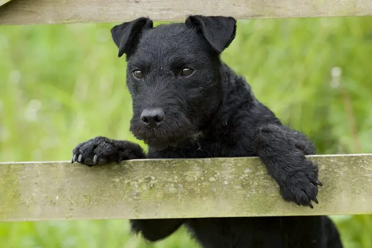 16 Amazing Facts About Patterdale Terriers You Might Not Know