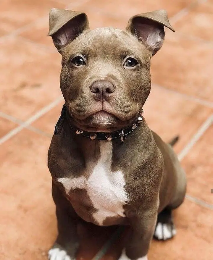 14 Reasons Why Pit Bulls are the Best Dogs Ever PetTime