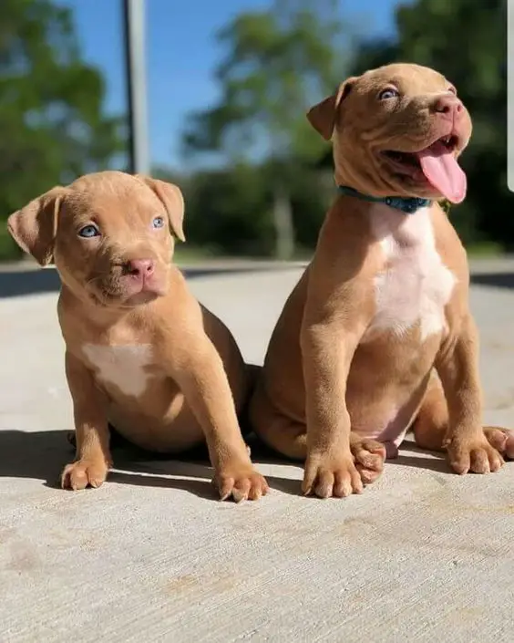 14 Reasons Why Pit Bulls Make Great Friends Pettime