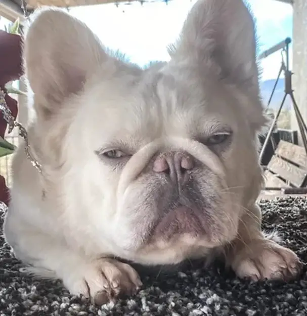 fluffy-french-bulldog-pics-temperament-breed-description-pettime