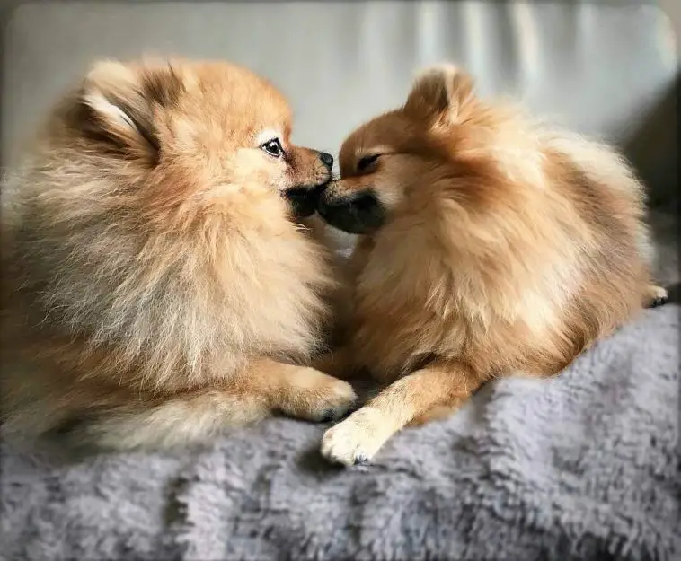 17-reasons-why-pomeranians-make-great-friends