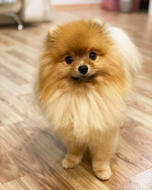 15 Facts About Raising and Training a Pomeranians