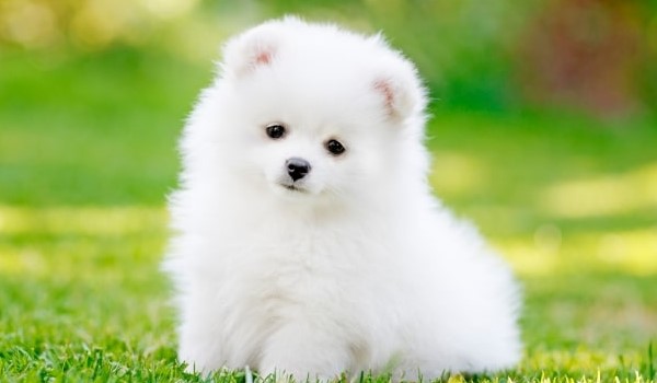 45+ Pomeranian Puppy Names