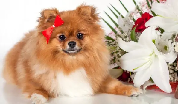 33+ Best Pomeranian Girl Dog Names - PetTime