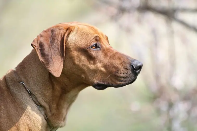 Breed Review: Rhodesian Ridgeback (20 Pics)