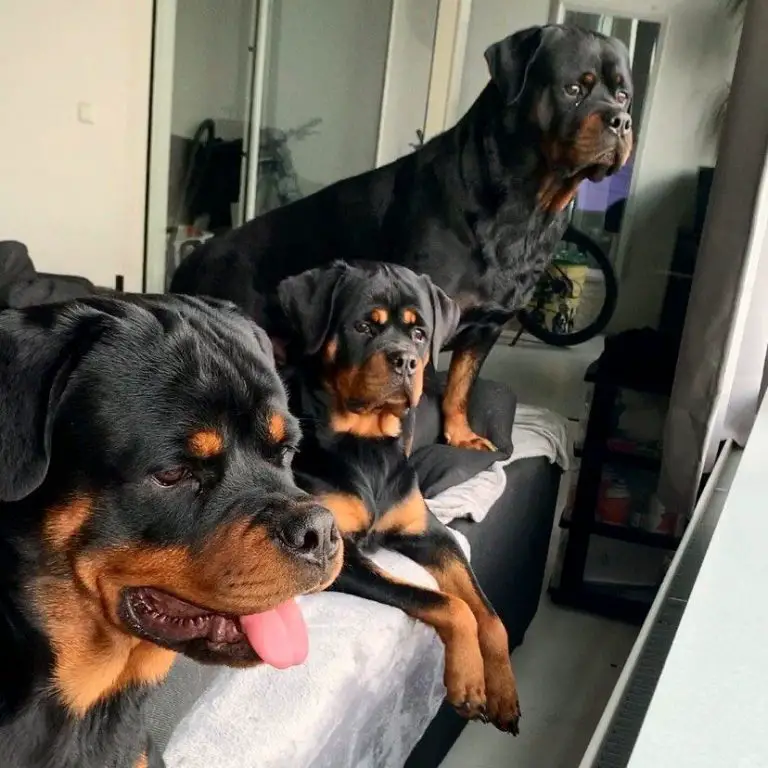 16 Reasons Why Rottweilers Make Great Friends - PetTime