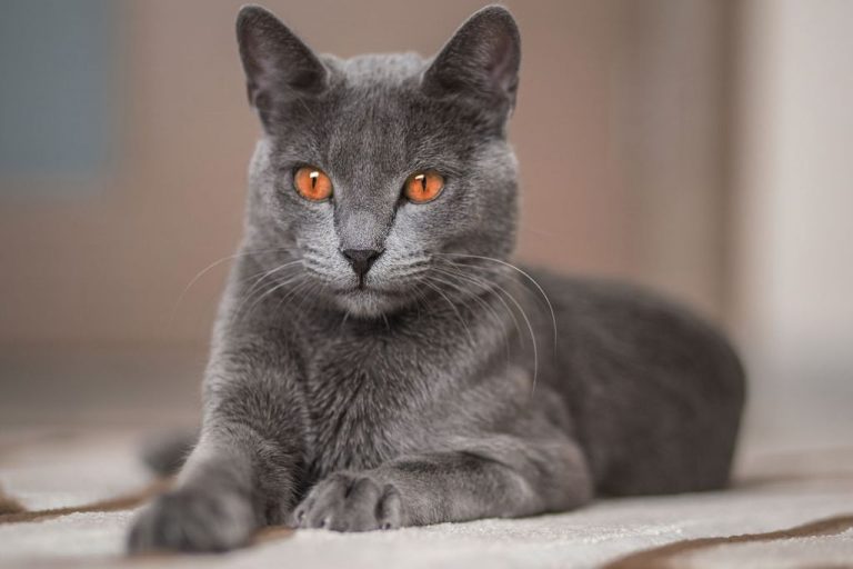 Russian Blue Cat Personality and Behavior