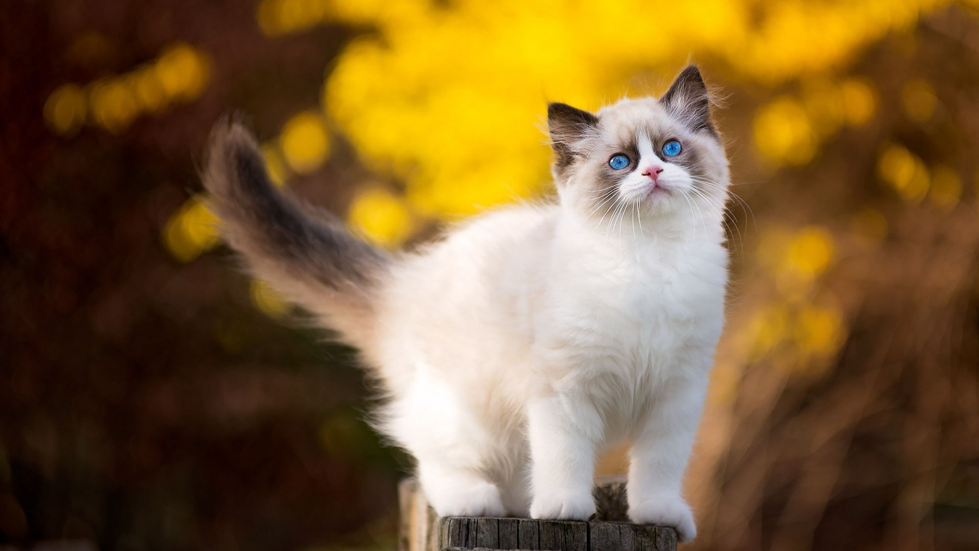 Sacred Burma Cat Personality and Behavior