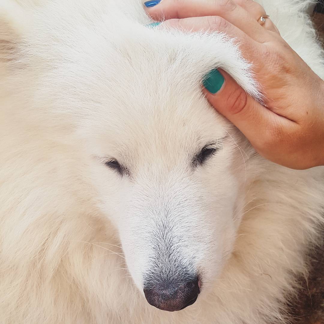 15 Reasons Why Samoyeds Make Great Pets - PetTime