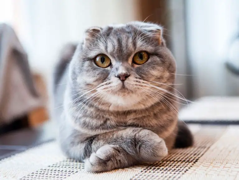 Scottish Fold Cat Personality and Behavior