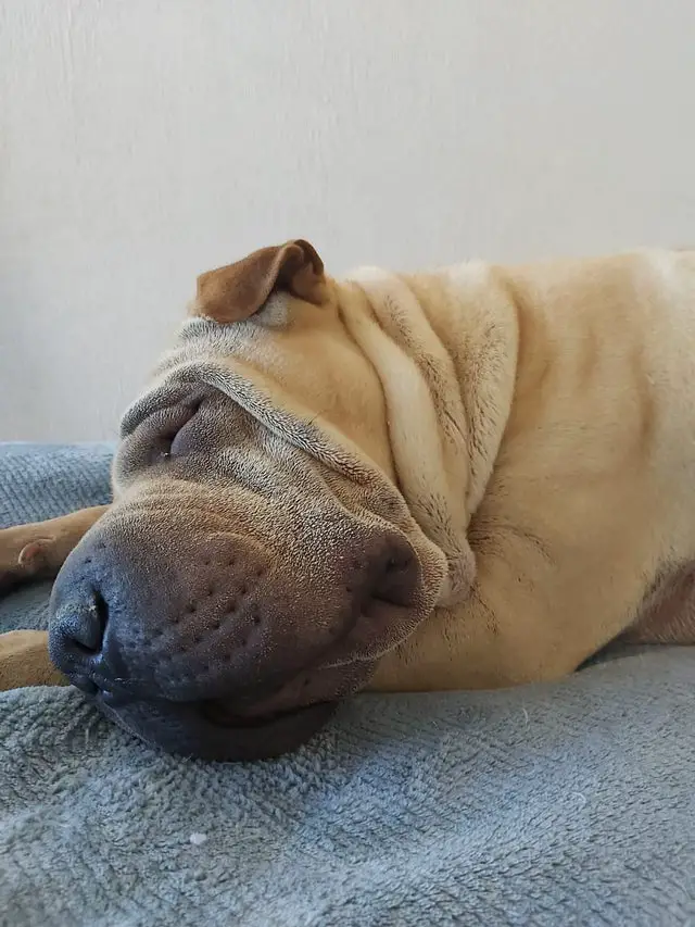 15 Things Only Shar Pei Owners Will Understand - Page 4 of 5 - PetTime