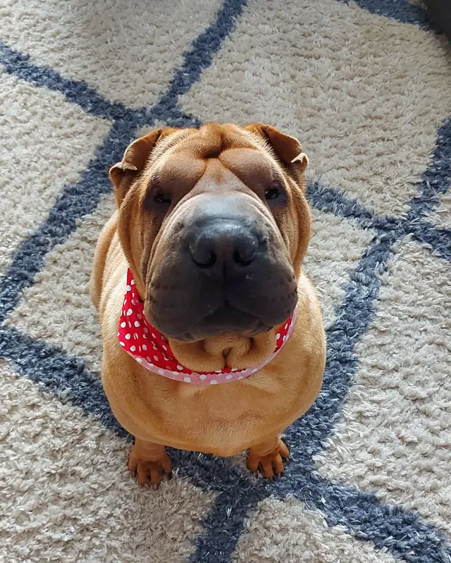 15 Things Only Shar Pei Owners Will Understand - Page 2 of 5 - PetTime