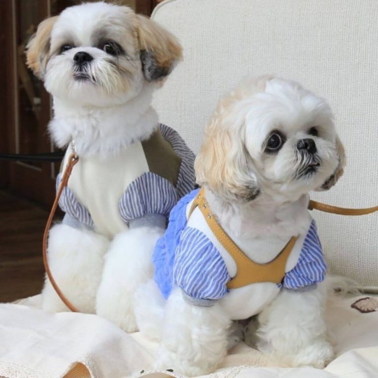 14 Pics That Show Shih Tzus Are The Best Dogs - Page 3 of 5 - PetTime