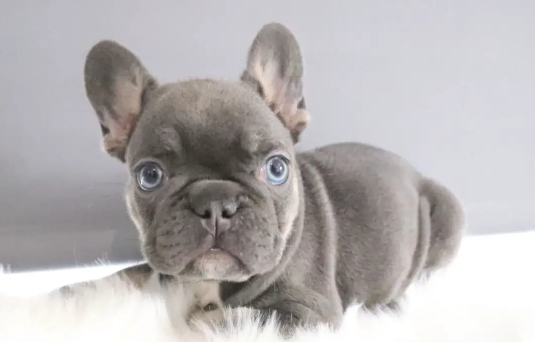 Best Lilac Fluffy French Bulldog  Check it out now 