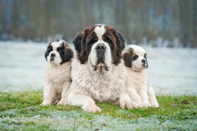 15 Undeniable Truths Only St. Bernard Pup Parents Understand - Page 5 ...